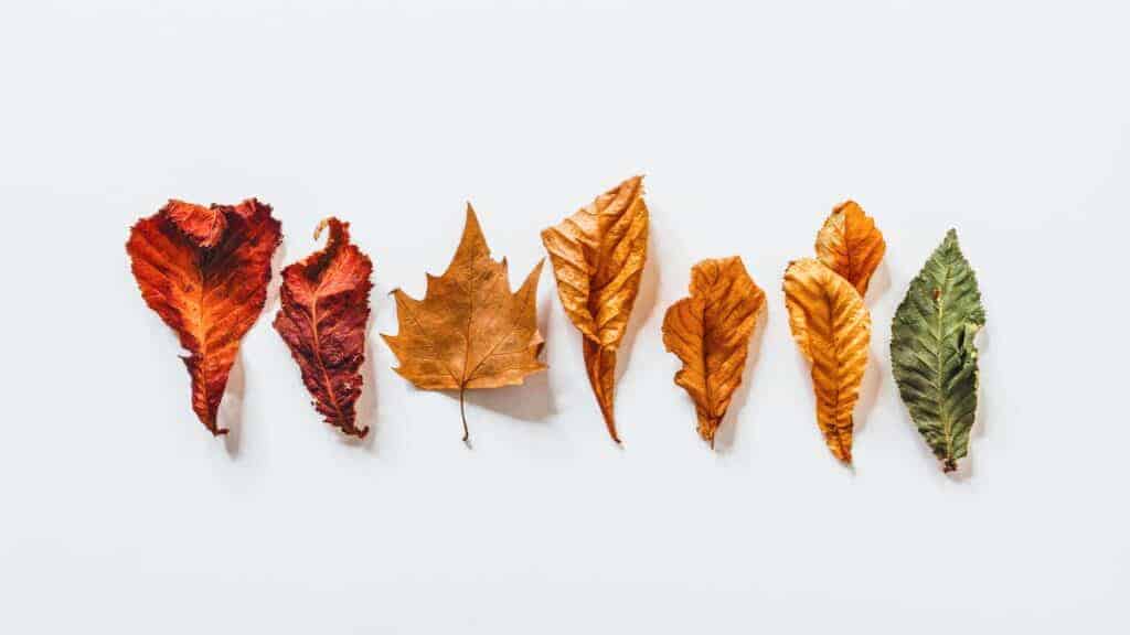 row of autumn leaves changing colour